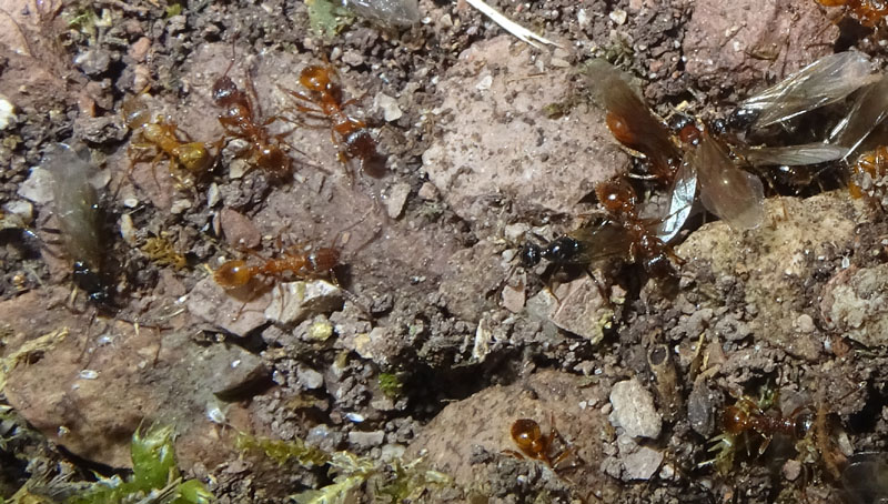 colonia intera di Myrmica sp. - Formicidae